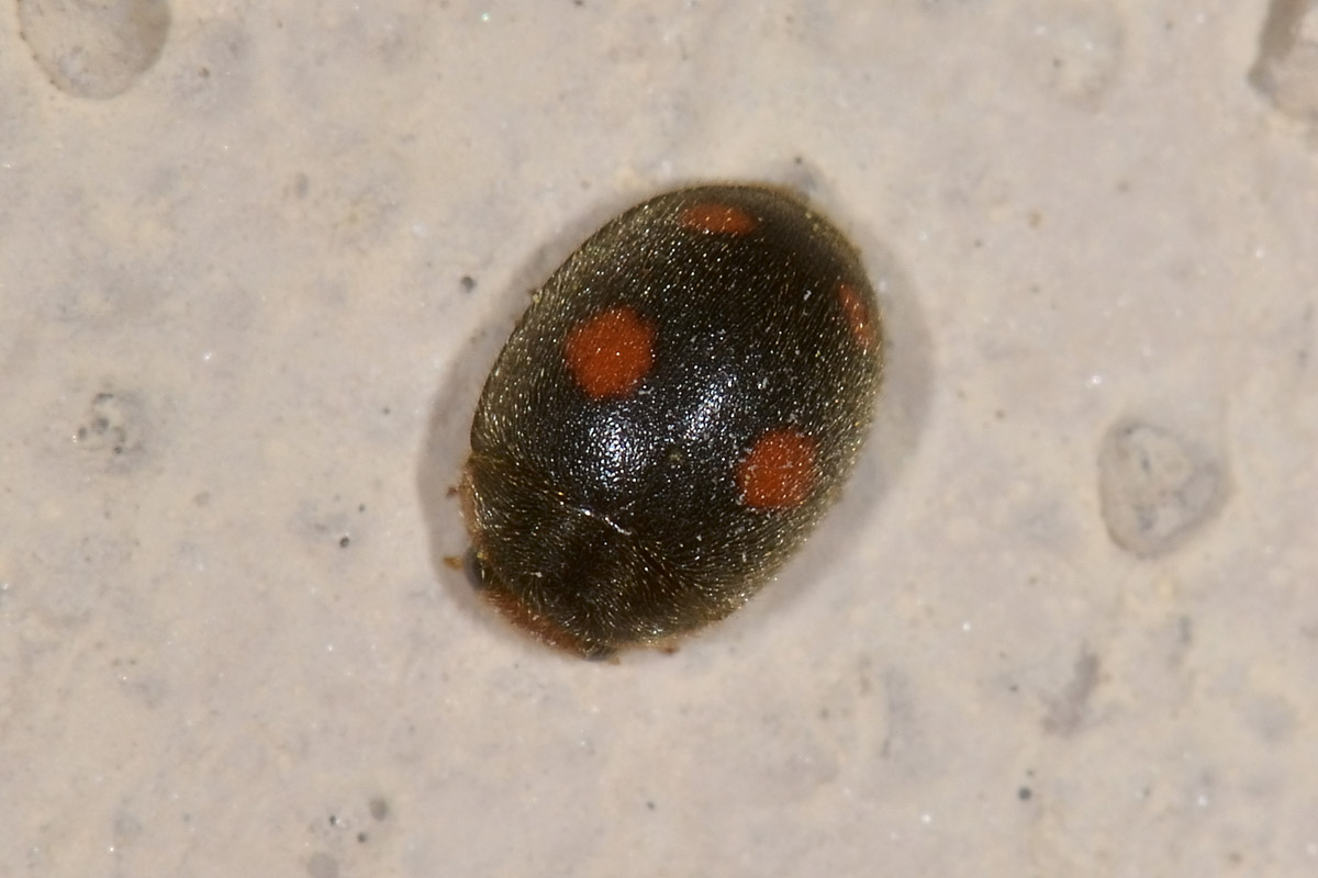 Platynaspis luteorubra? S. Coccinellidae